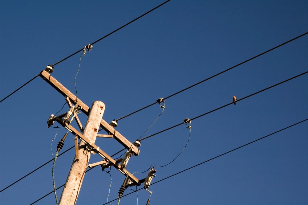 Bird on one of four powerlines